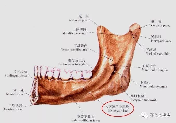 内斜线上方,颏棘两侧有舌下腺窝;内斜线下方,近下颌体下缘有下颌下腺