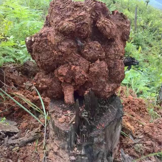 利用废松树桩种的茯苓 眼下,云南桦坪松树林地区已进入茯苓下种季节