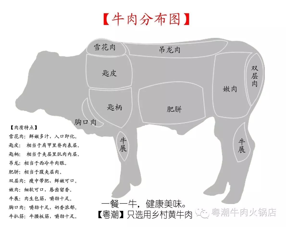 牛肉的分布与肉质特点介绍,想吃哪个部位,在粤潮,你说了算.