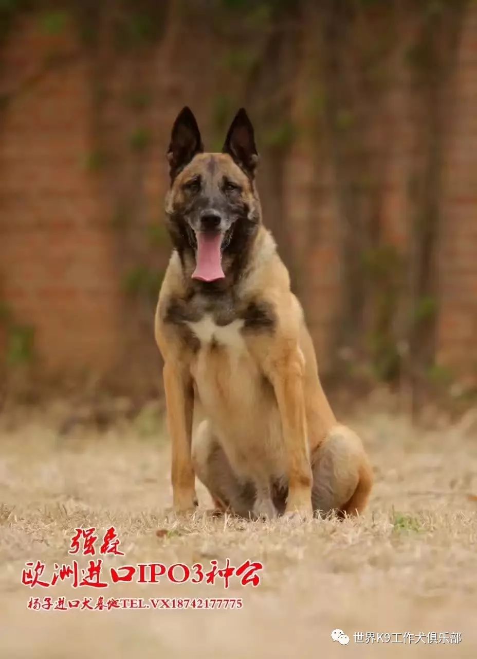 强森是集世界冠军大黄狗,马犬近代巅峰克莱姆,欧洲知名硬狗杜克血液