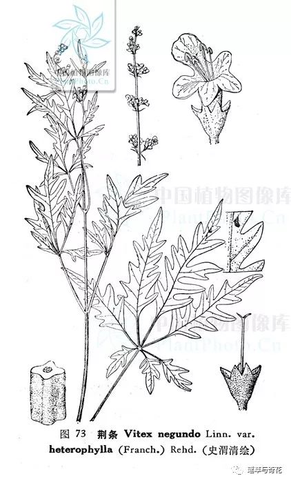 牡荆丨黄荆