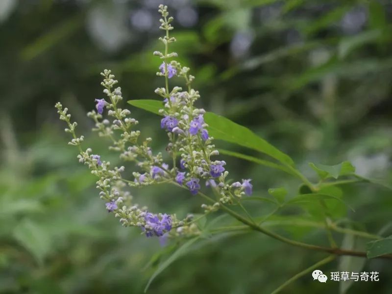 牡荆丨黄荆