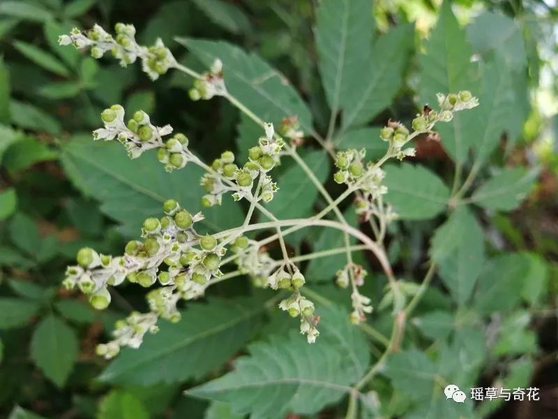 牡荆丨黄荆