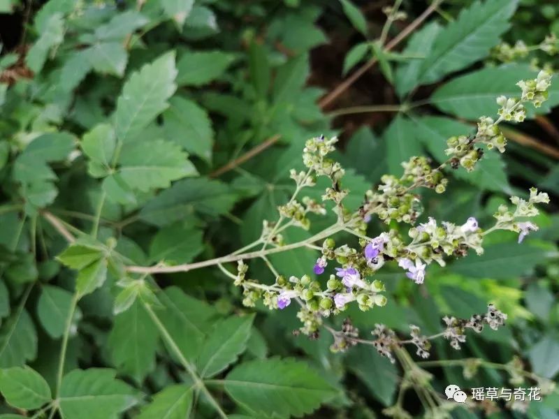 牡荆丨黄荆