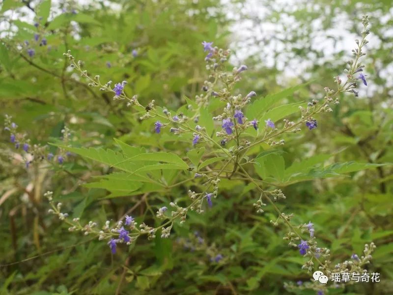 牡荆丨黄荆