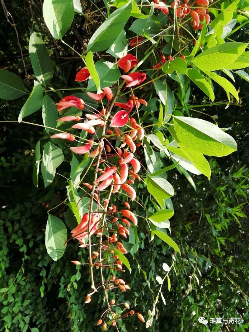 龙牙花丨刺桐丨鸡冠刺桐