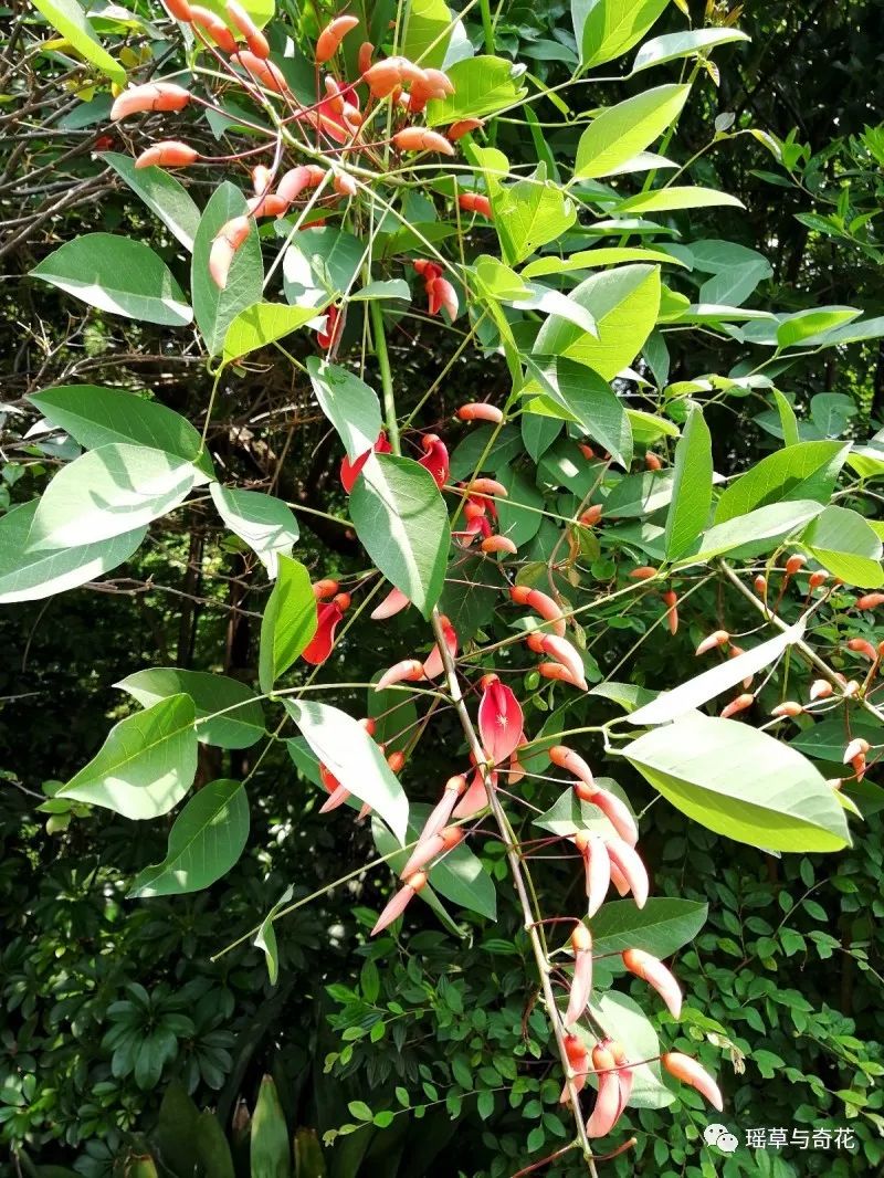 龙牙花丨刺桐丨鸡冠刺桐