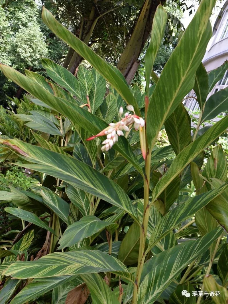 花叶艳山姜