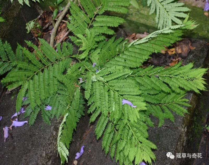 二回奇数羽状复叶(蓝花楹)