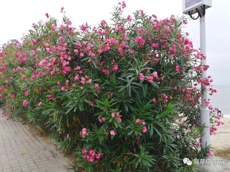 但在《中国植物志》查出"欧洲夹竹桃的性状与夹竹桃相同,但 花冠为