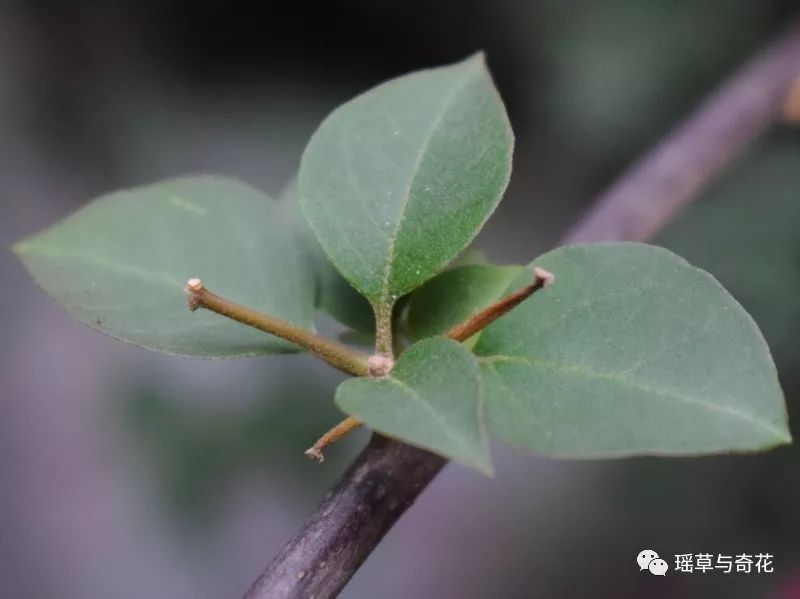 叶子花丨光叶子花