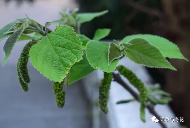 背面密被绒毛 构树的花雌雄异株; 雄花序为柔荑花序,粗壮,苞片披针形