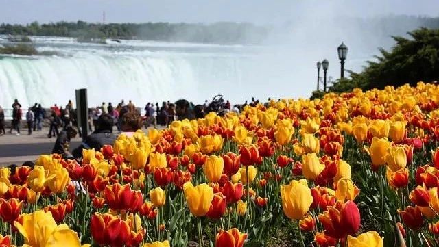 Niagara瀑布地区5月精彩活动