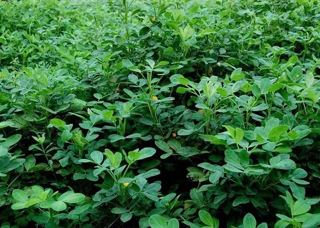 作物要高产，控旺很关键|植保课堂-南阳傲威化工有限公司