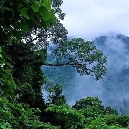 黎明破晓际,雨林穿行来!云南德宏雨林越野跑 开启报名!