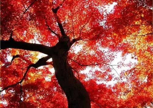 最全赏枫攻略: 加拿大渐入全年最美模式！别错过哦