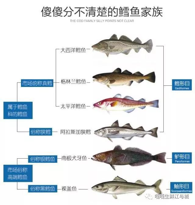 大西洋鳕鱼,阿拉斯加鳕鱼,冰岛鳕鱼,南极鳕鱼,只是产地各异?