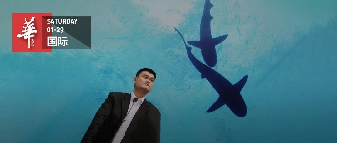 姚明被骗了13年:呼吁国人不吃鱼翅,鲨鱼却更濒危