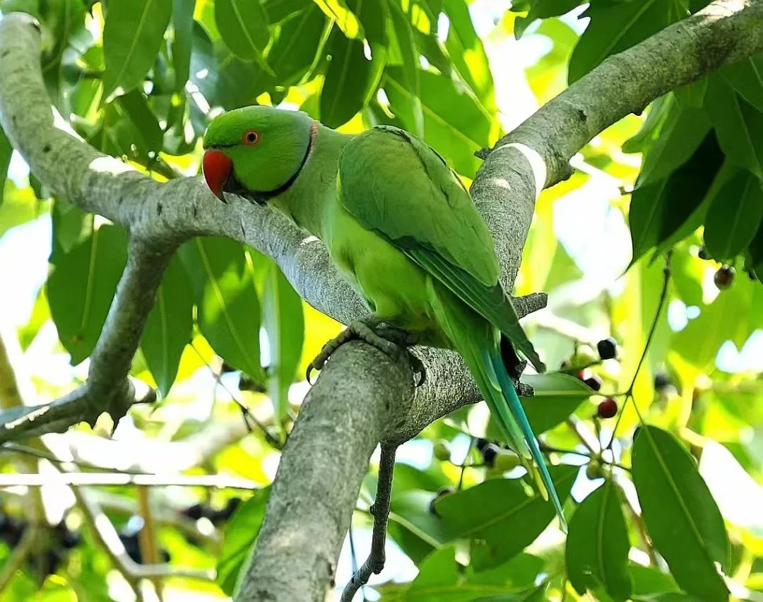 海珠湿地发现红领绿鹦鹉