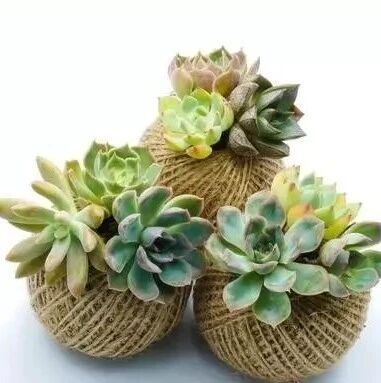 多肉植物叶插苗长得慢 怎么搞 绿友卉 微信公众号文章阅读 Wemp