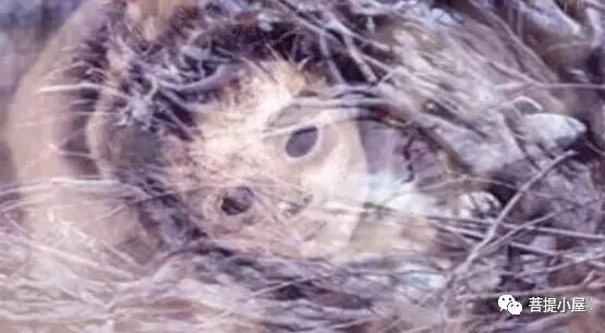 【净土法门】堕胎的恶报和怀孕为子修福!