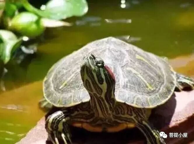 【净土法门】堕胎的恶报和怀孕为子修福!