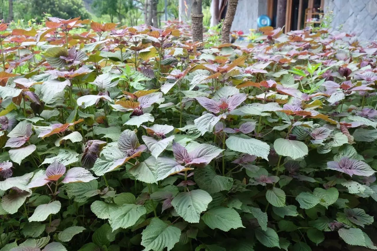 我喜欢紫苏,乡村常见的香料食材药材