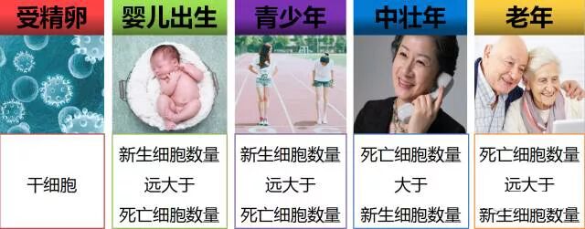抗衰 | 人类年轻的本质就是细胞的健康！