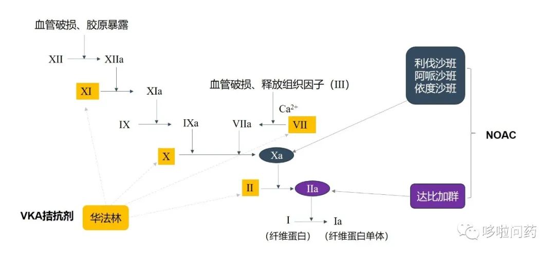 各口服抗凝药物的作用位点如下图所示(点击可查看大图)