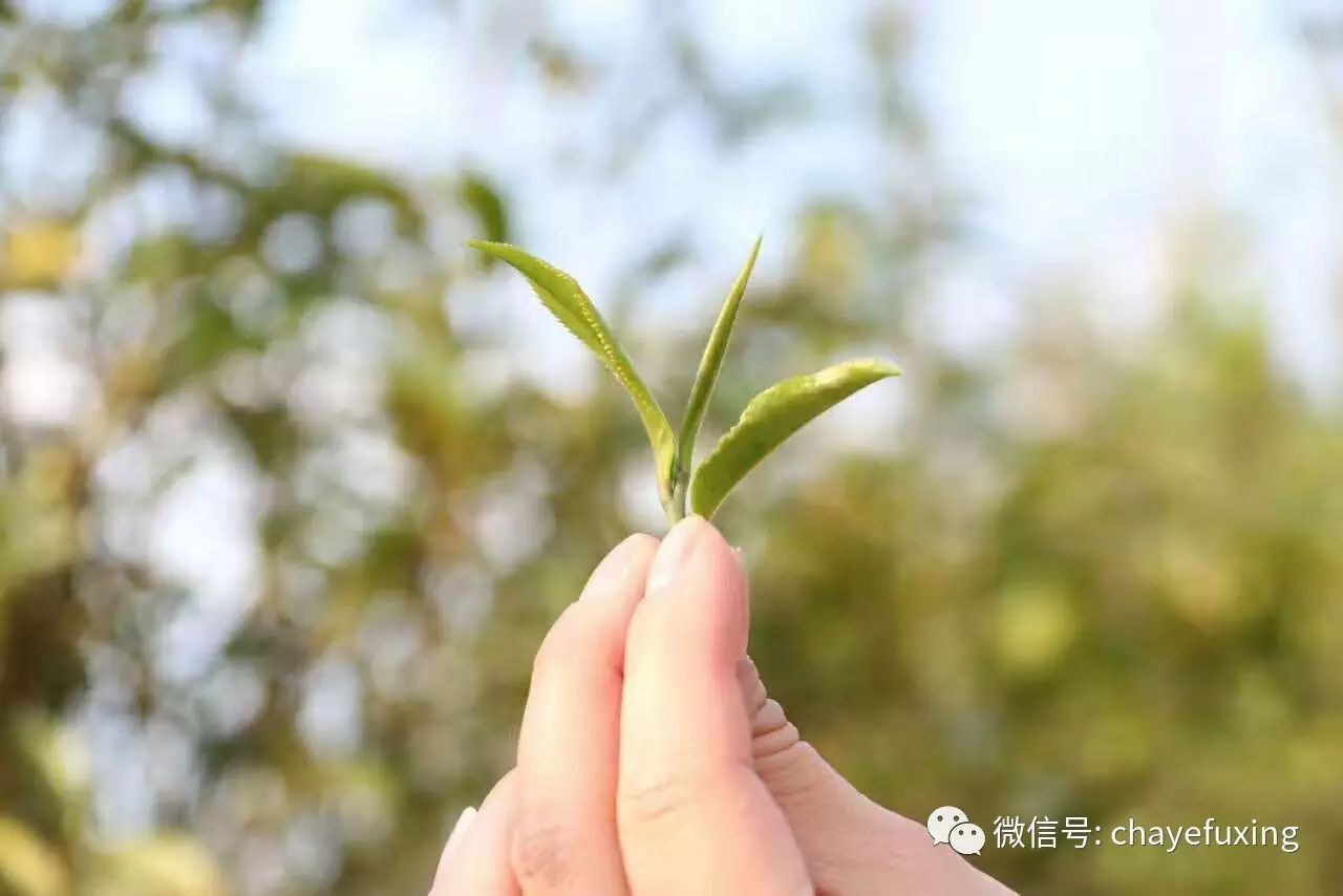 普洱茶：原天地之美，而达万物之理