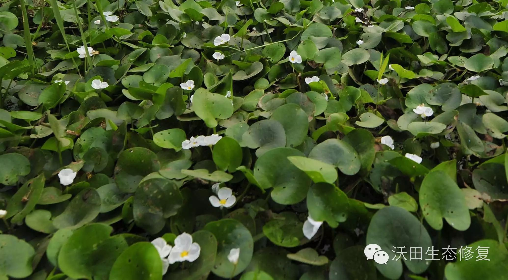 5 工程注意 水鳖是浮水植物,在水浅的环境中,根系可扎入泥土中,成浮叶