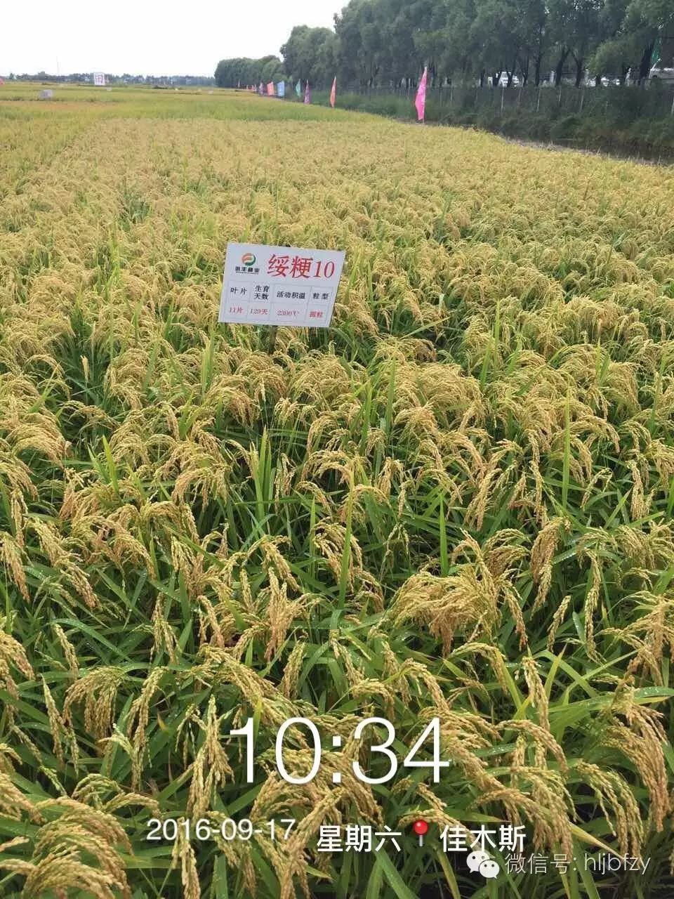 2016年9月17日,倍丰种业佳木斯万庆水稻示范基地迎来了齐齐哈尔市富裕