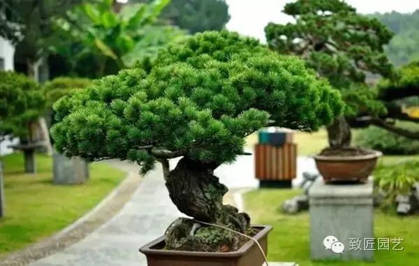 盆景怎么制作的9大常用技巧 图片