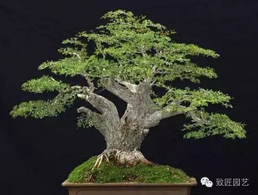 盆景怎么制作的9大常用技巧 图片