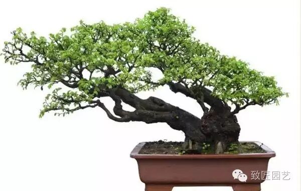 盆景怎么制作的9大常用技巧 图片