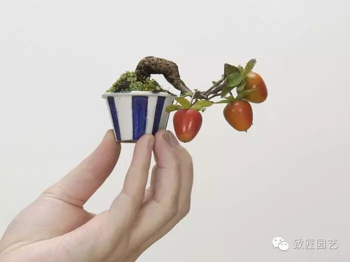 新手如何玩转微型盆景的方法