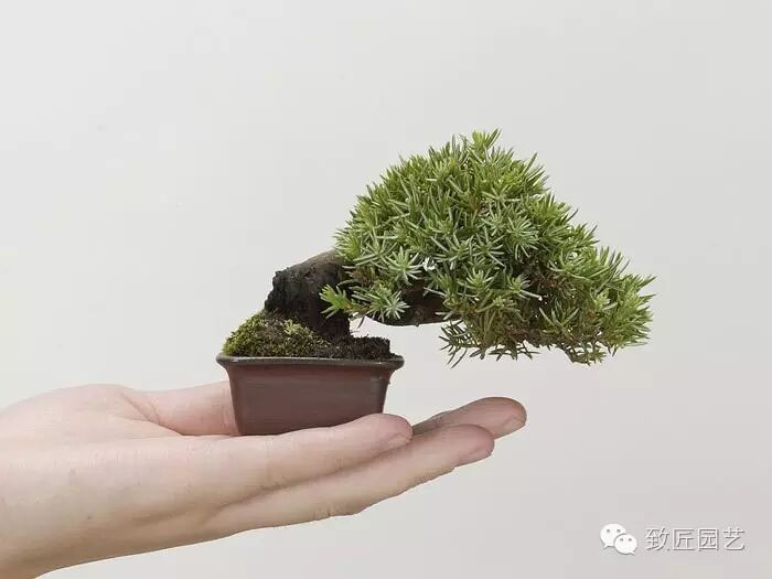新手如何玩转微型盆景的方法