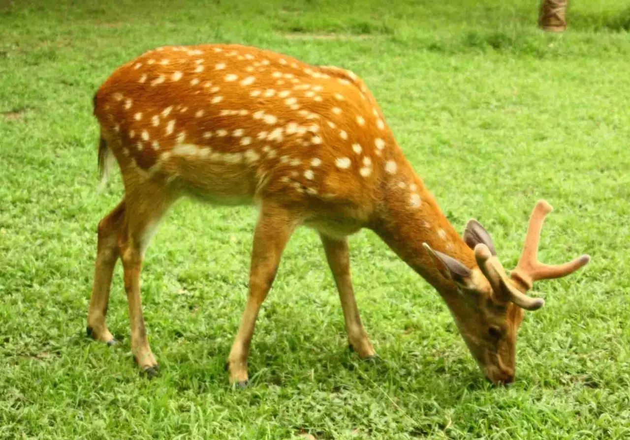 心理測試：你內住著哪只小動物 旅行 第4張