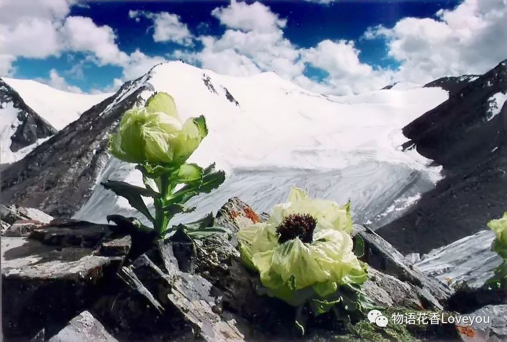 雪莲花开