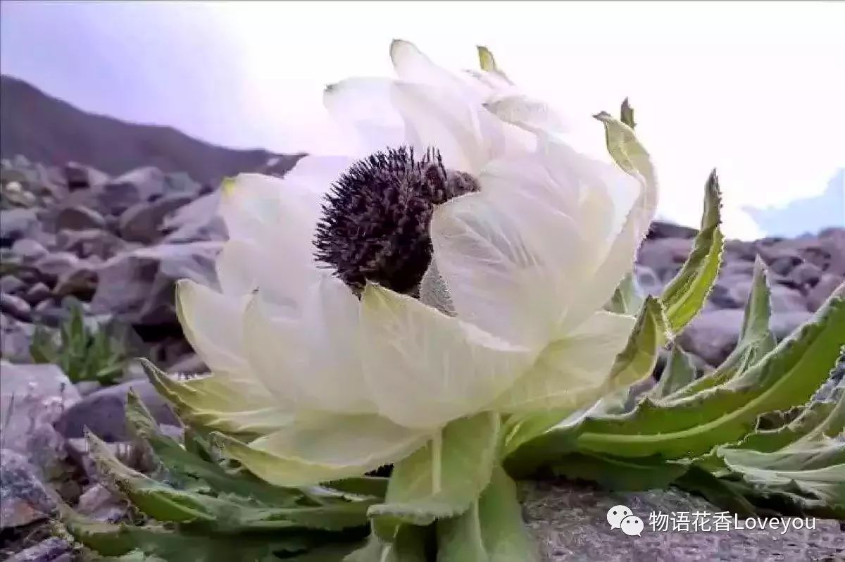 花朵中最抗寒的花 非雪莲花莫属