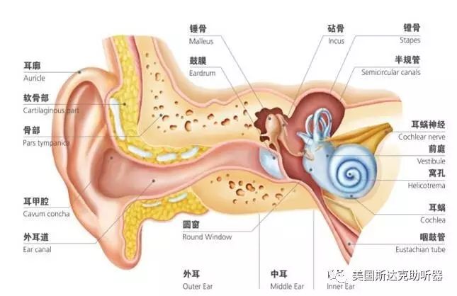 空气,水等介质传播,人类和动物的听觉器官能够感知并理解这种波动现象