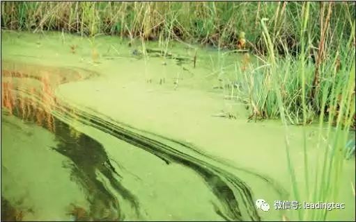 光语带你认识微藻第十篇裸藻euglena