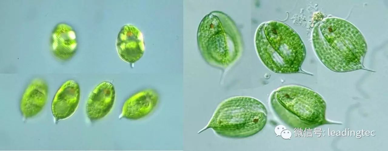 光语带你认识微藻第十篇裸藻euglena