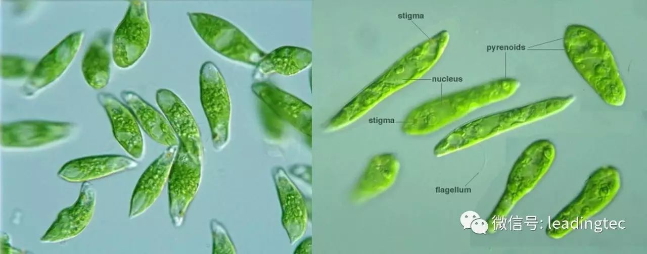 光语带你认识微藻第十篇裸藻euglena