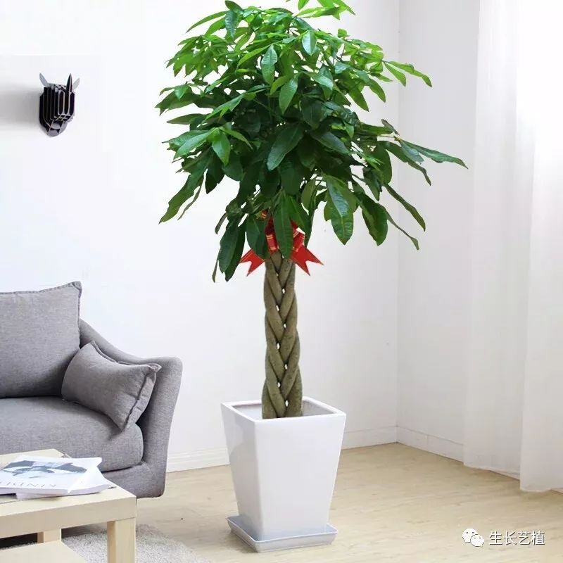 发财树