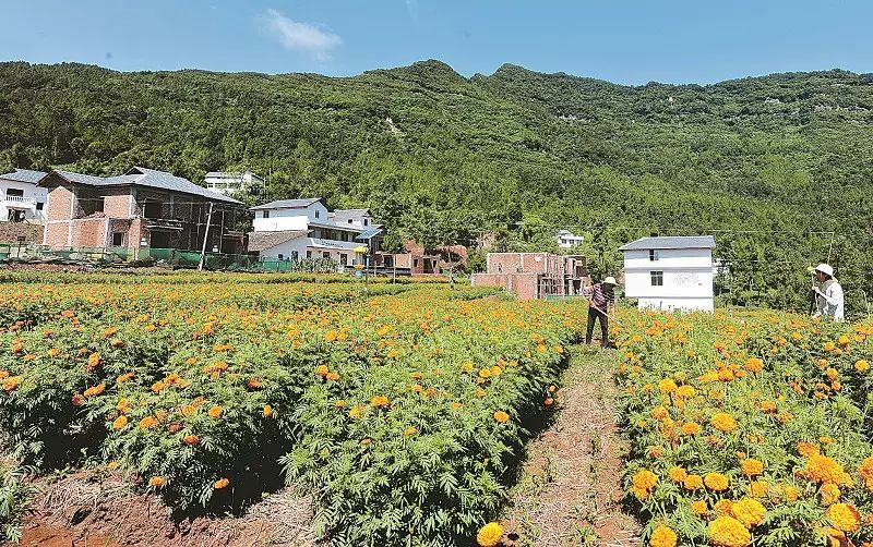 四好村 南江县下两镇瓦坪村:从贫困村到"四好村"的嬗变