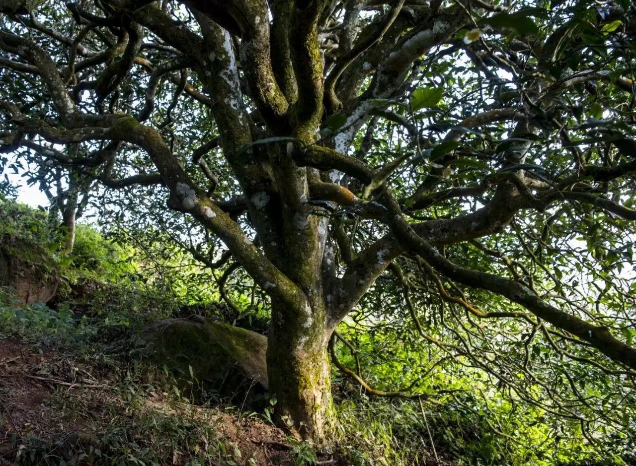 普洱茶山东麓山探访文立大茶树老乌山探秘二