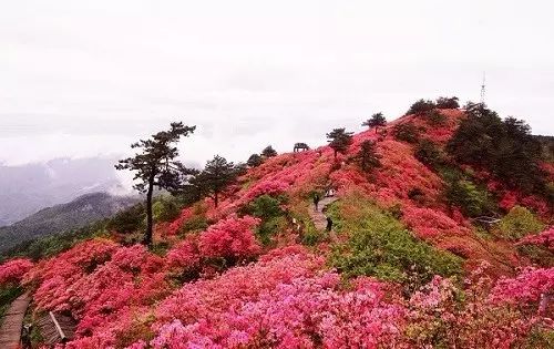 三清山杜鹃花主要分布在南清园景区,尤为集在女神峰至玉台一带,这里