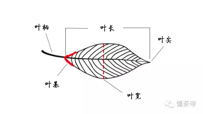 也就是我们常说的"叶梗;叶基就是茶叶的下部与叶柄或茎直接连接的