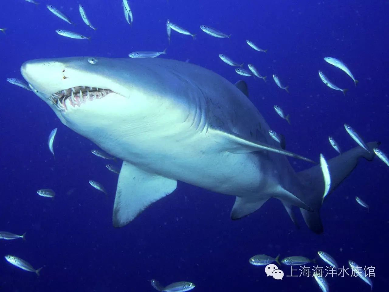 【水族生物小百科】鲨鱼系列之沙虎鲨2【南海水产养殖技术联盟】